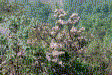 Mountain Laurel