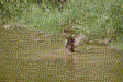 Geese