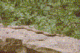 Copperhead