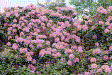 Rhododendrons